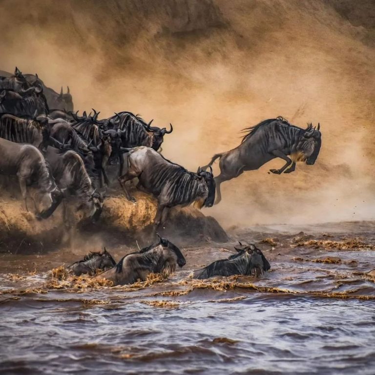 4 day tanzania serengeti wildebeest migration safari