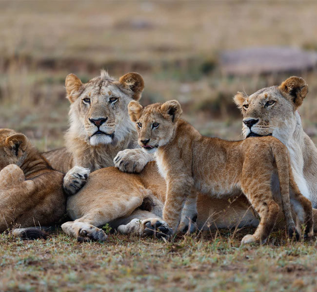 10 Days Nyerere Mikumi Ruaha and Udzungwa + Night Game Drive