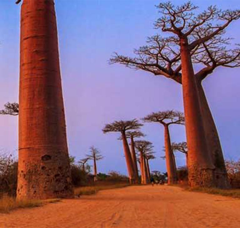 11 Days Madagascar Baobab and Beyond