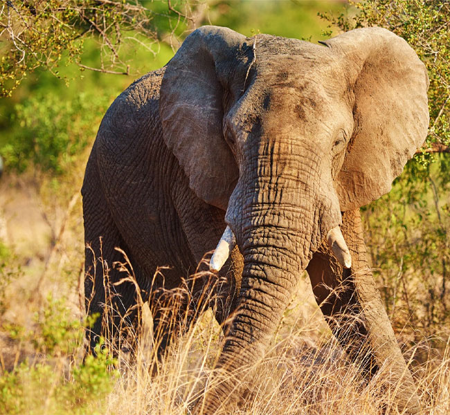 12 Days Remarkable Southern Circuit Safari