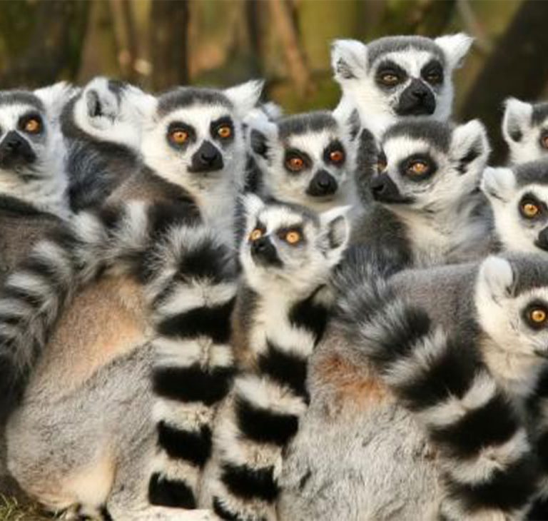 14 Days Madagascar Adventure Tours