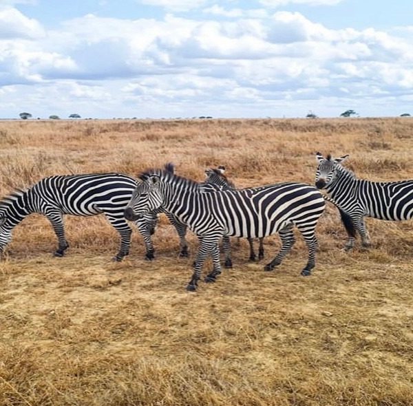 2 Days Game Drive and Boat Trip in Saadani