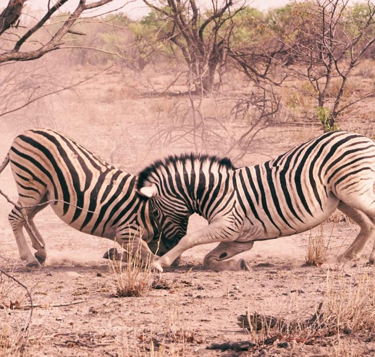 24 Days Namibia Combination Tour