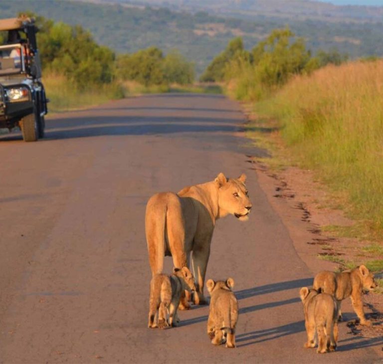 4 Day Kruger Classic Camping Safari Tour