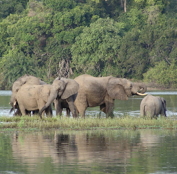 4 Days Mikumi & Nyerere National Park and Boat Trip.