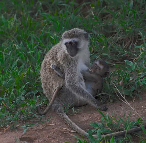 4 Days Mikumi, Udzungwa, Sanje Waterfalls, Masai Culture