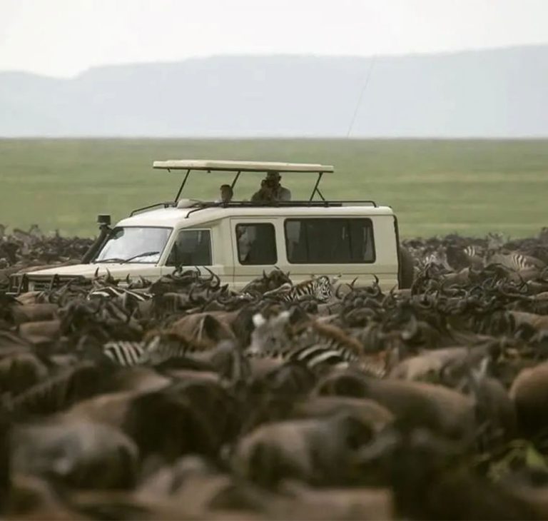 6 Day Tanzania Wildebeest Migration Safari