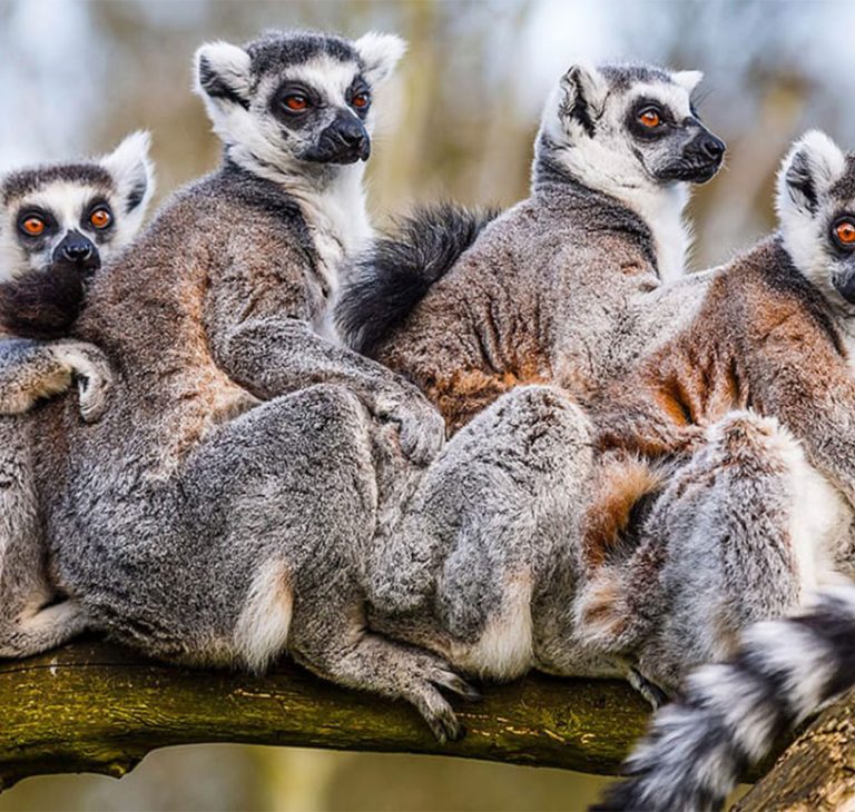 7 Days Madagascar Flying Safari