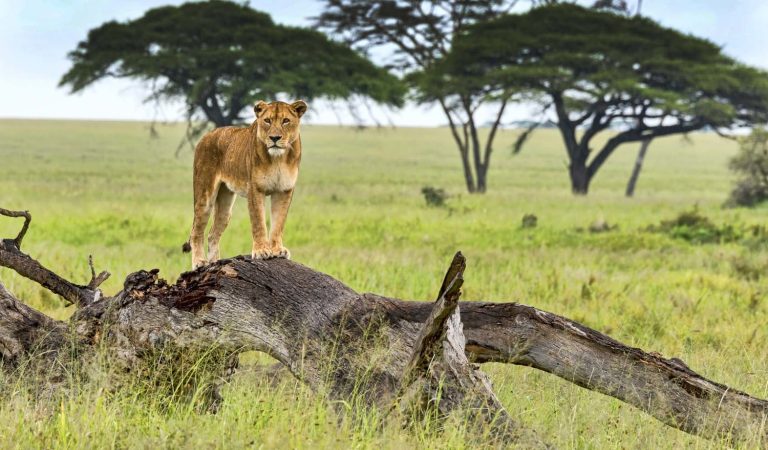 9 Days safari Kenya and Tanzania package