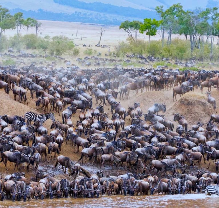 The great wildebeest Migration Safari