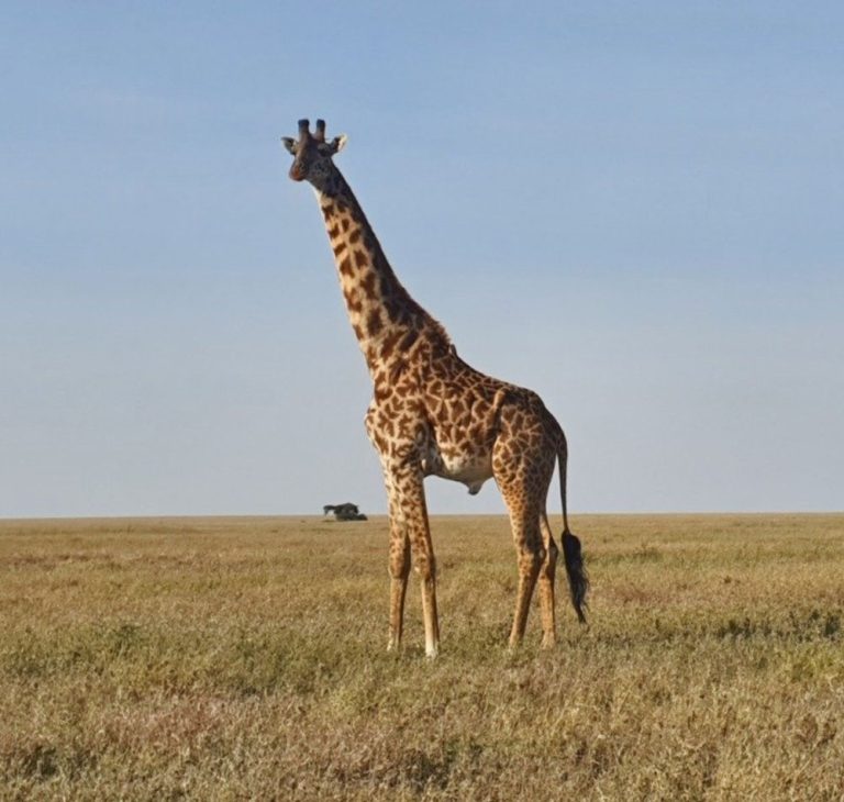 11-days---Lake-Naivasha,-Lake-Nakuru,-Masai-Mara,-Central-Serengeti,-Ngorongoro-Crater-&-Tarangire..