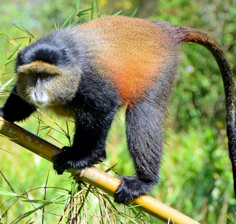 13 Days Rwanda and Uganda safari