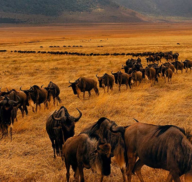5-Days-Serengeti-Wildebeest-Migration