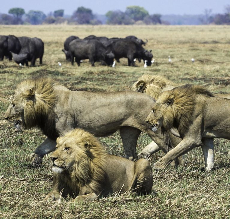 5 Days Zambia Wilderness Safari