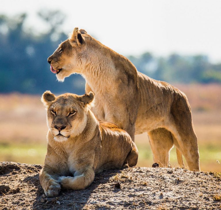 6 Days Botswana Safari