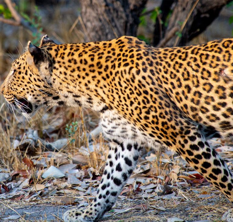 7 Days Botswana Wilderness Safari