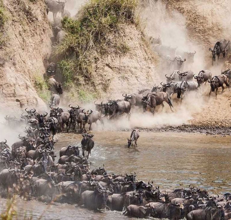 7-Days-Serengeti-Wildebeest-Migration