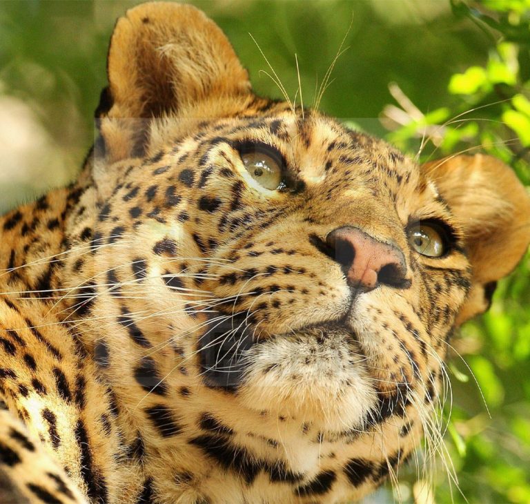 7 Days Zambia Wildlife Adventure