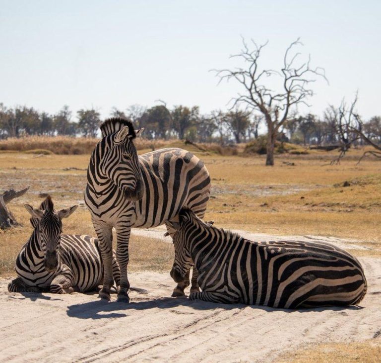 9 Days Botswana Wildlife Adventure