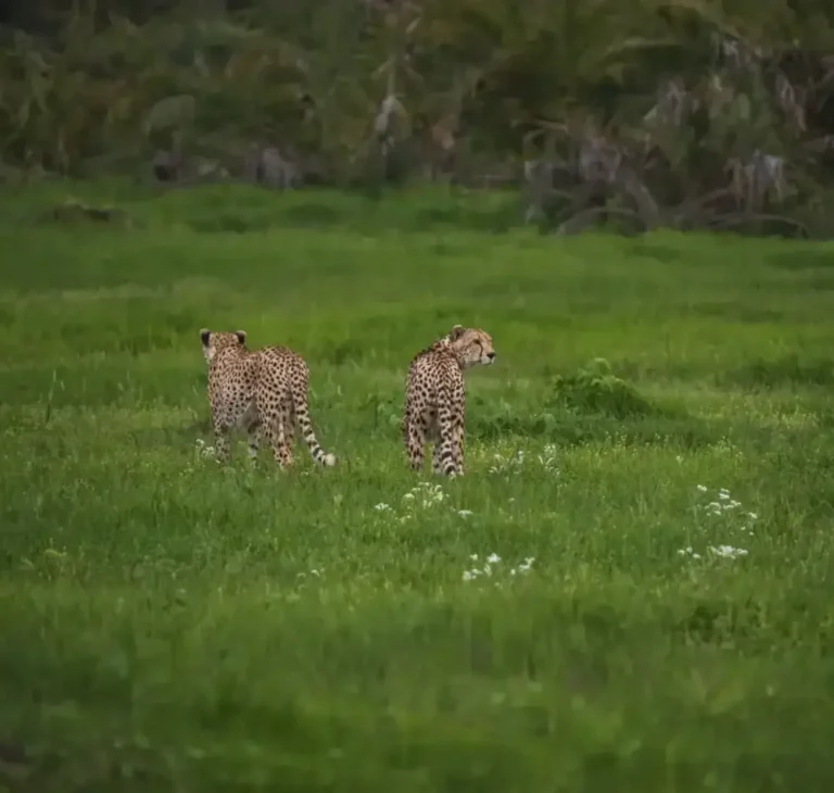 11 days - Masai Mara, Central Serengeti, Ngorongoro Crater, Tarangire & Amboseli