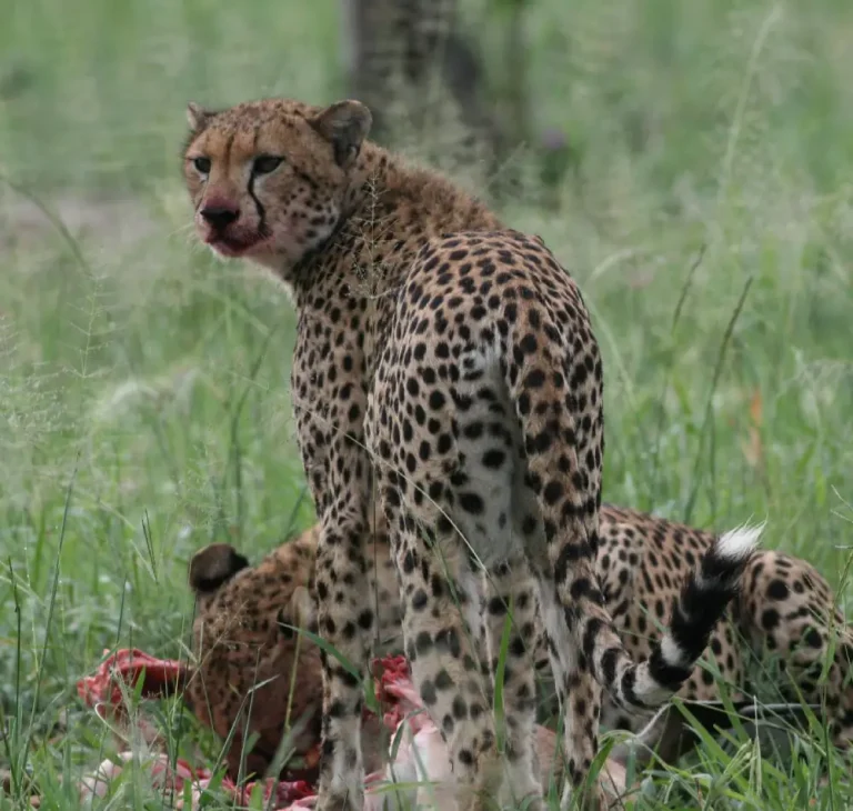 2 Days- Camping- Safari