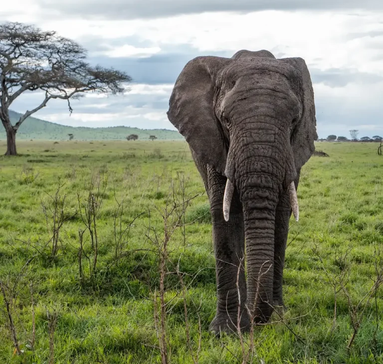 3 Day -Camping- Safari