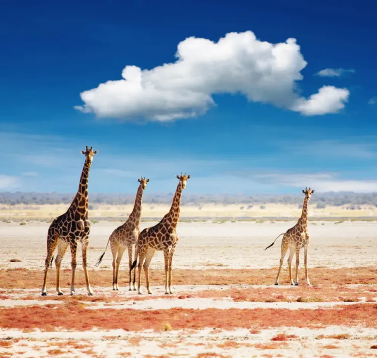 8 Days- Namibia- Combination -Tour