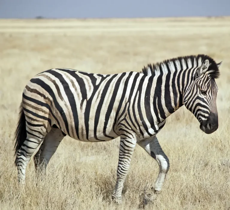 7 Day -Luxury -Mdluli -Game- Lodge -Kruger -National -Park