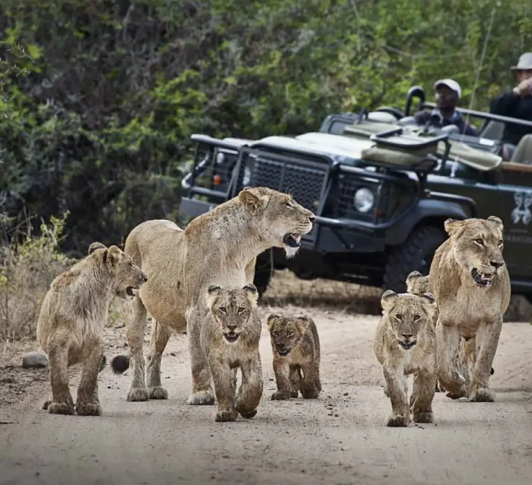 8 Day -Luxury -Sabi -Sands- Safari