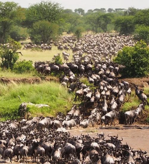 10 Day Great Kenya, Samburu, Masai Mara to Tsavo West Safari