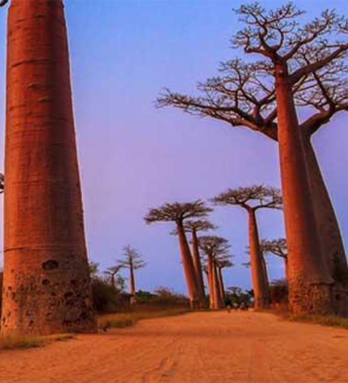 11 Days Madagascar Baobab and Beyond
