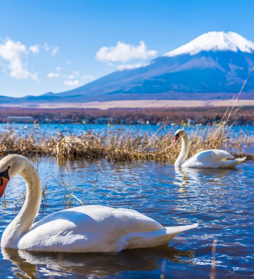 12 Days- Lake Nakuru, Masai Mara, Central Serengeti, Ngorongoro Crater, Tarangire and Lake Manyara