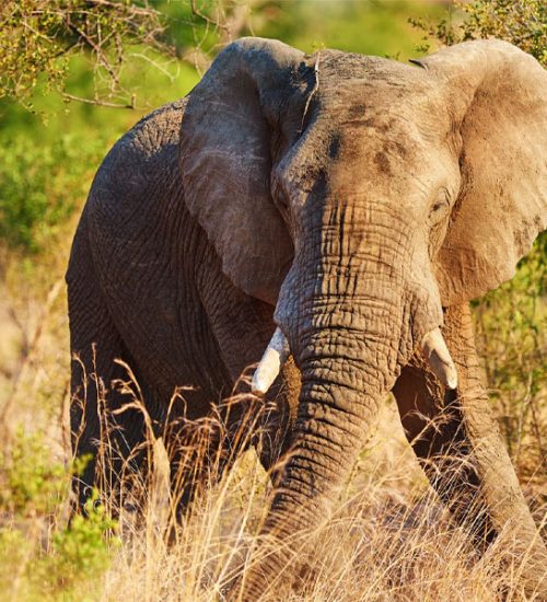 12 Days Remarkable Southern Circuit Safari