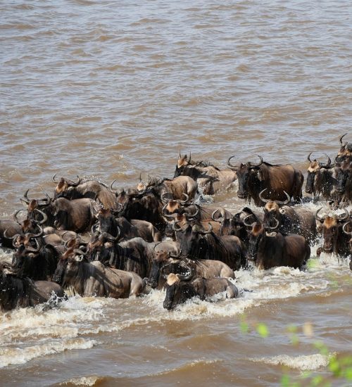 12 days - Lake Nakuru, Masai Mara, Central Serengeti, Ngorongoro Crater, Tarangire & North Serengeti