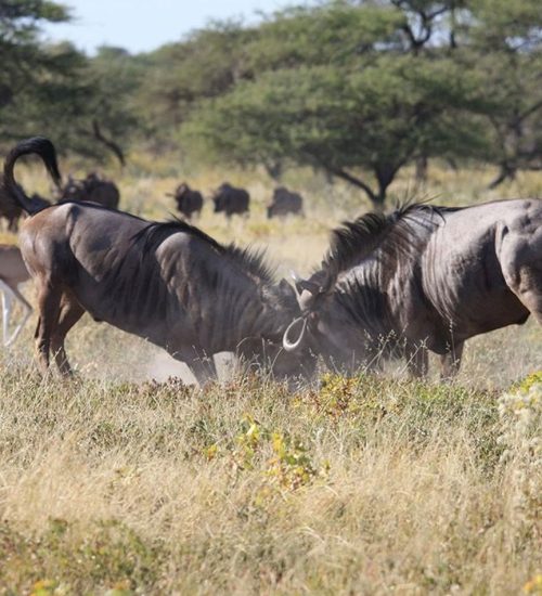 13 Days- Lake Naivasha, Lake Nakuru, Masai Mara, Central Serengeti, Ngorongoro Crater, Tarangire and Lake Manyara