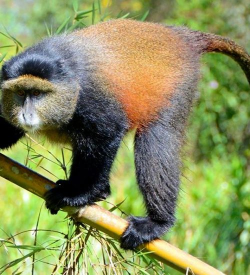 13 Days Rwanda and Uganda safari