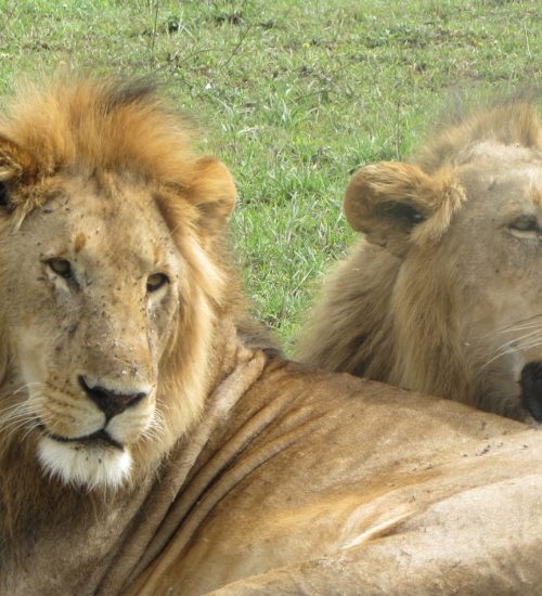 13 days - Amboseli, Lake Naivasha, Lake Nakuru, Masai Mara, Central Serengeti, Ngorongoro Crater & Tarangire