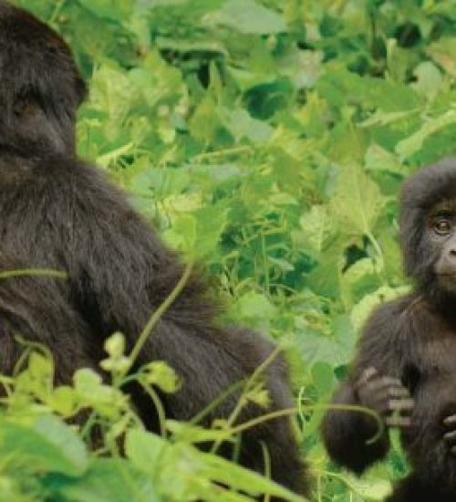 14 Day Rwanda & Uganda Chimpanzee and Gorilla Tracking