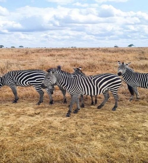 2 Days Game Drive and Boat Trip in Saadani