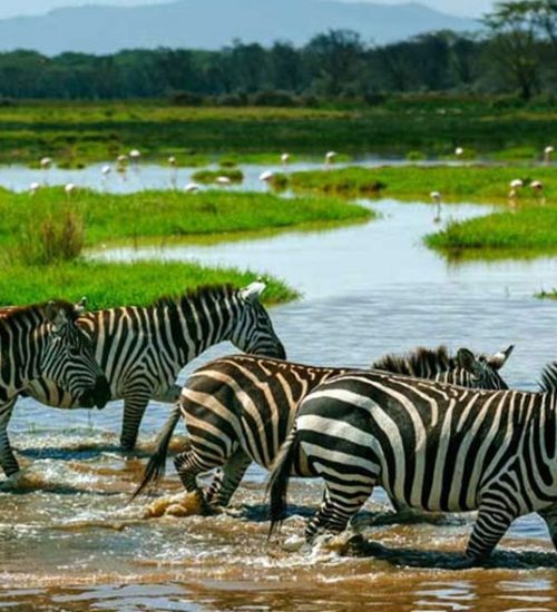 2 Days - One Night Safari in Mikumi National Park