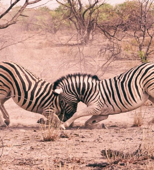 24 Days Namibia Combination Tour