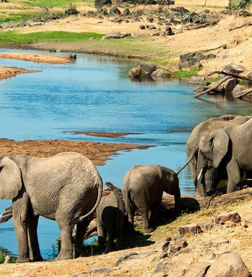 3 Days Wonderful Safari in Mikumi National Park