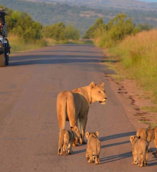 4 Day Kruger Classic Camping Safari Tour