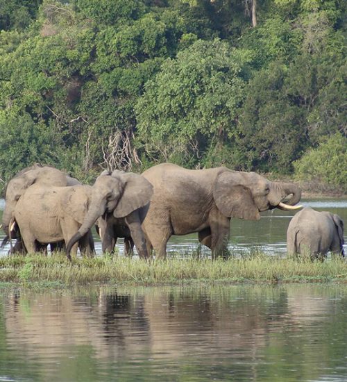 4 Days Mikumi & Nyerere National Park and Boat Trip.