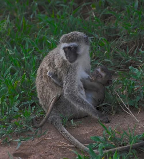 4 Days Mikumi, Udzungwa, Sanje Waterfalls, Masai Culture