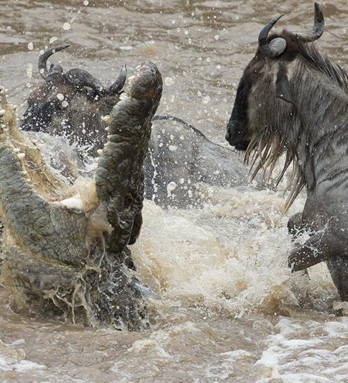 4 Days Ultimate Safari Lake Nakuru and Masai Mara