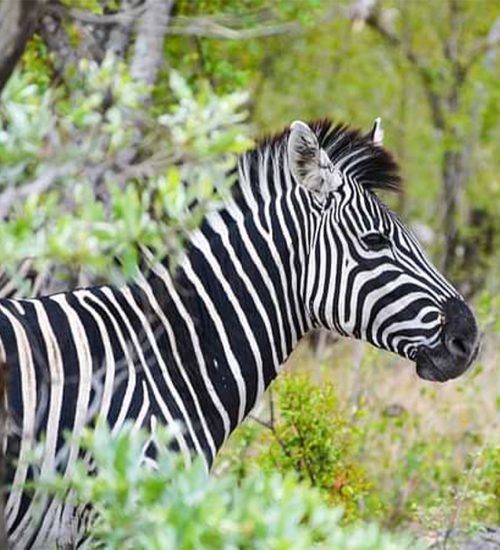 6 Day- Camping- Safari