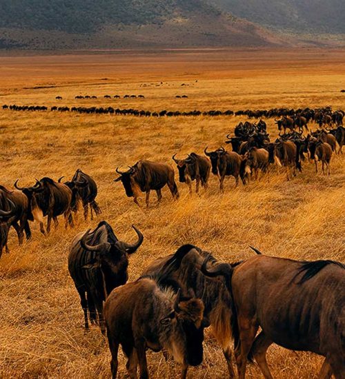 5-Days-Serengeti-Wildebeest-Migration