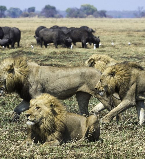 5 Days Zambia Wilderness Safari