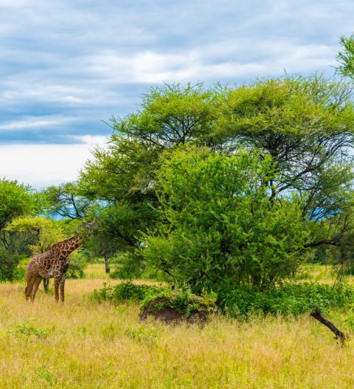 6 Day All-inclusive Safari in Kenya
